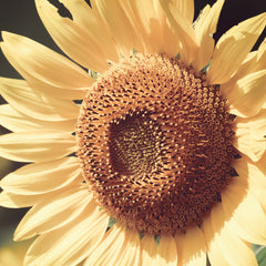 Sonnenblumenöl BIO (N° 253)