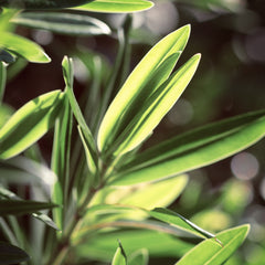 Teebaumöl - 100% naturreines ätherisches Öl (N° 109)